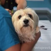 Ветеринарная клиника Дружок Фото 2 на проекте VetSpravka.ru Ветеринарная клиника Дружок Фото 2 на проекте VetSpravka.ru