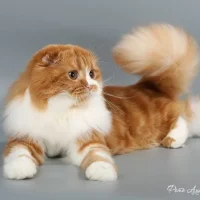 Питомник шотландских кошек Le marble blanc`s Фото 2 на проекте VetSpravka.ru Питомник шотландских кошек Le marble blanc`s Фото 2 на проекте VetSpravka.ru