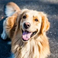 Ветеринарная клиника Дружок на Звёздной улице Фото 2 на проекте VetSpravka.ru Ветеринарная клиника Дружок на Звёздной улице Фото 2 на проекте VetSpravka.ru