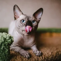 Питомник Канадский Сфинкс на проекте VetSpravka.ru Питомник Канадский Сфинкс на проекте VetSpravka.ru